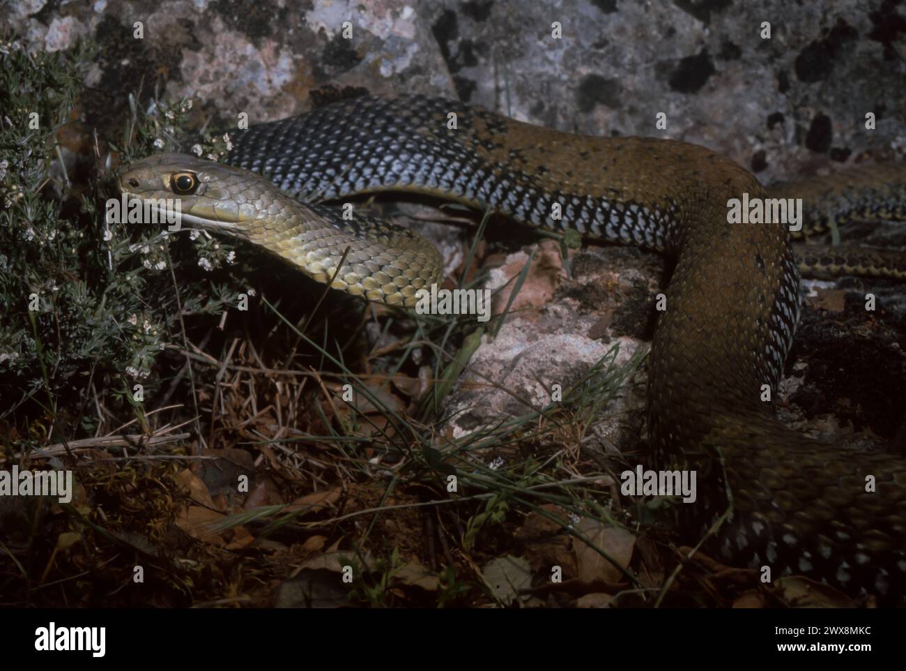 Montpellier Snake (Malpolon monspessulanus) Foto Stock