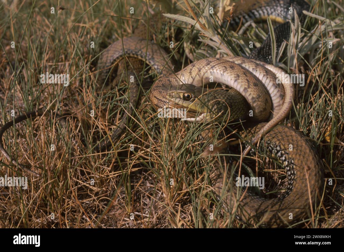 Montpellier Snake (Malpolon monspessulanus) mangiando un altro serpente Foto Stock