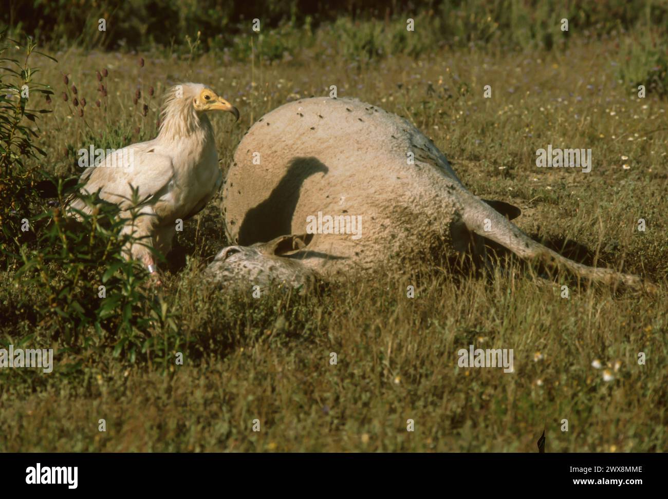 Mangiare l'Avvoltoio egiziano (Neophron percnopterus) accanto alla mucca Foto Stock