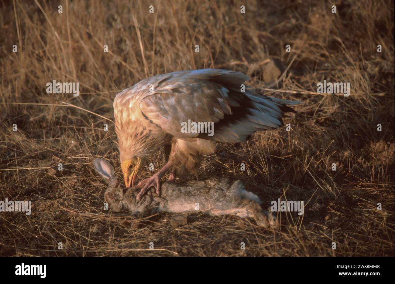 Avvoltoio egiziano (Neophron percnopterus) che mangia coniglio Foto Stock