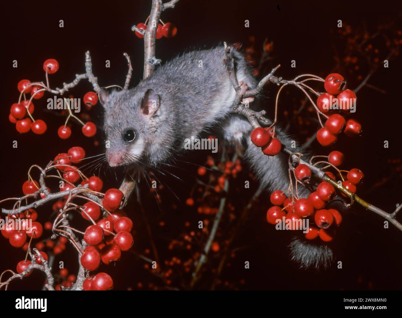 Dortopo europeo commestibile o dortopo grasso europeo (Glis glis) sull'albero da frutto Foto Stock