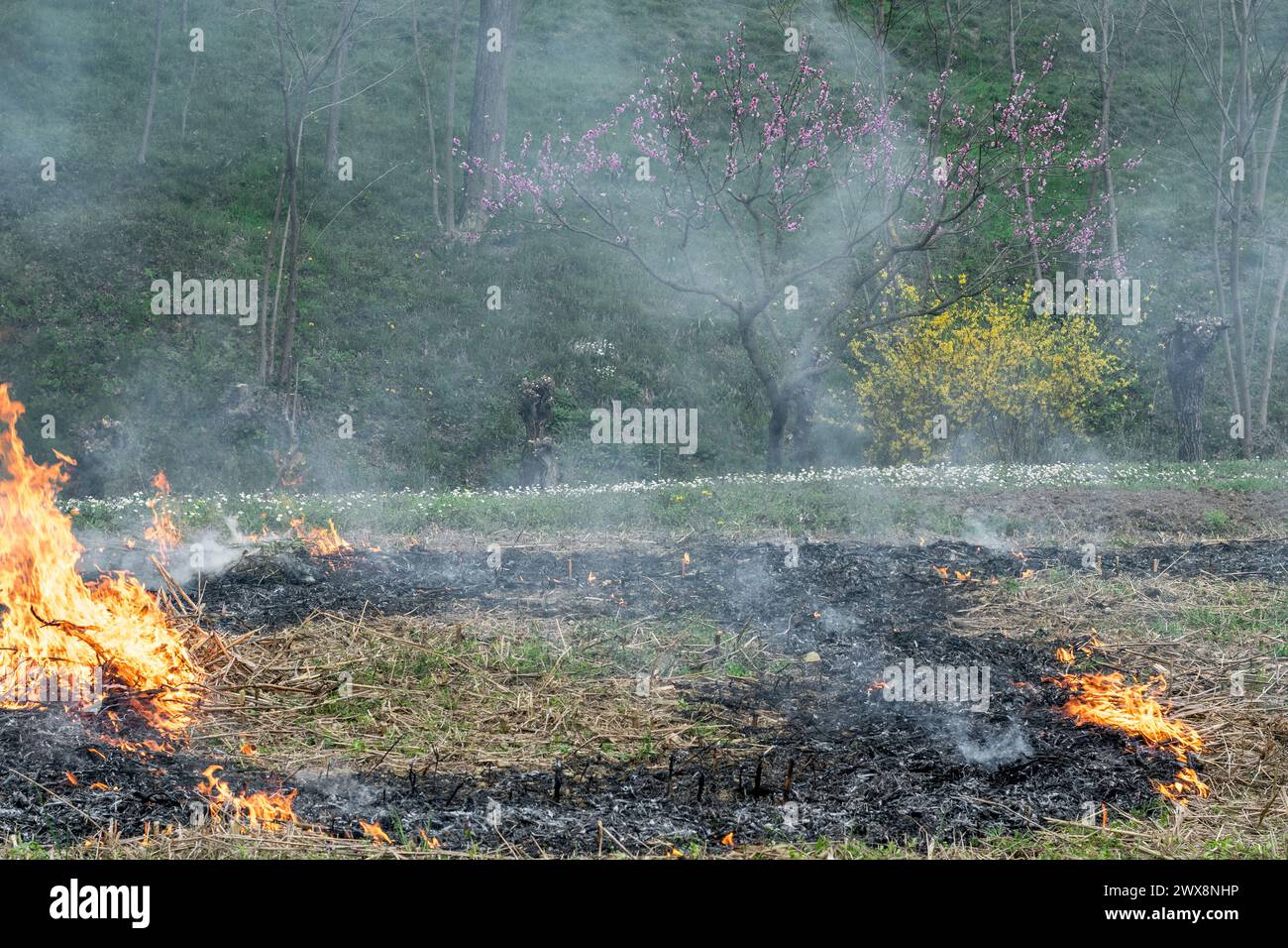 In un campo di erba secca si diffonde un piccolo fuoco. La natura va a fuoco, vista frontale. Scatto giornaliero. Incendi boschivi, nuvole di fumo, fuoco d'erba nel campo. Foto Stock