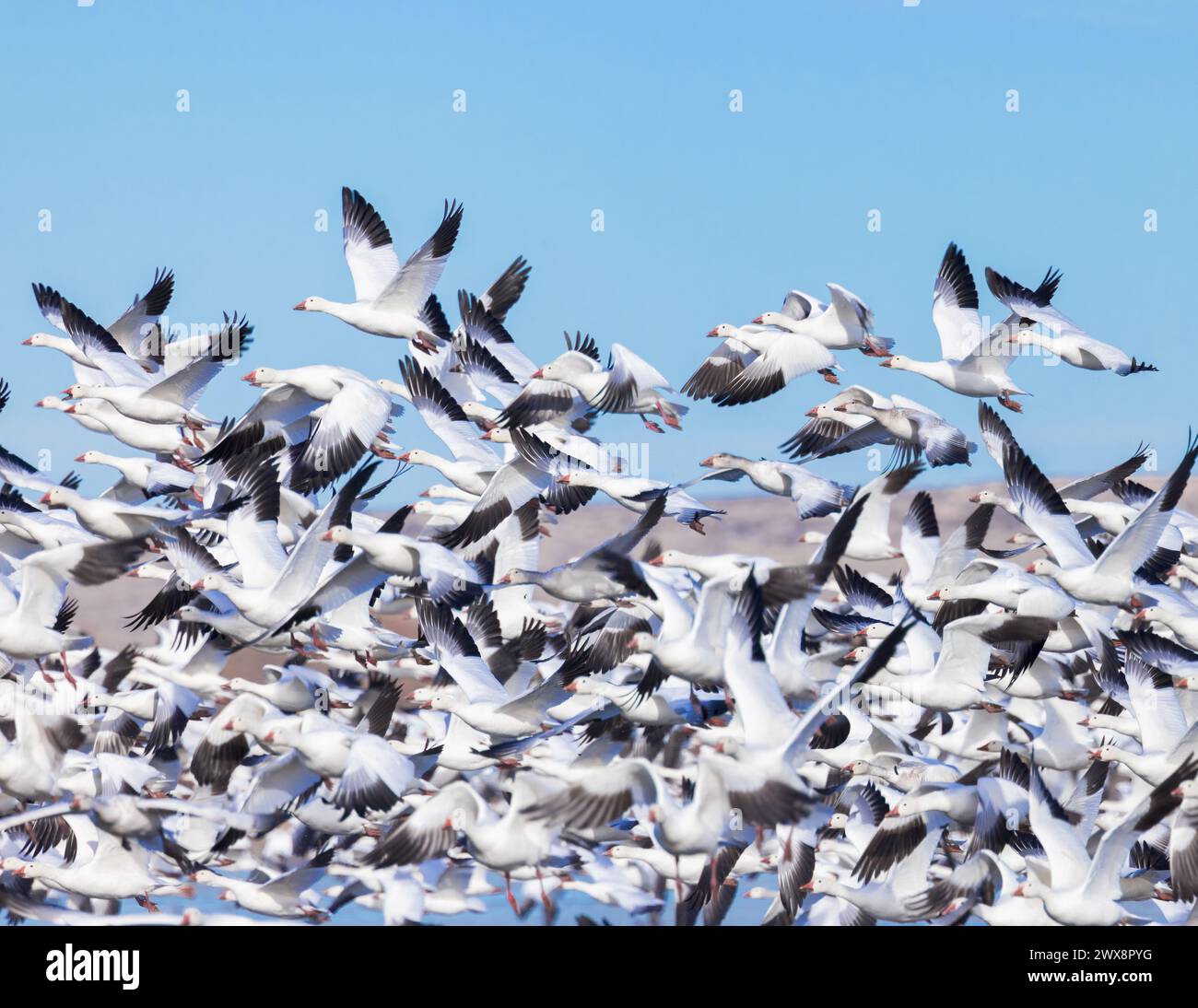 Un gregge di oche della neve prende il volo nel Bosque del Apache National Wildlife Refuge, New Mexico. Foto Stock