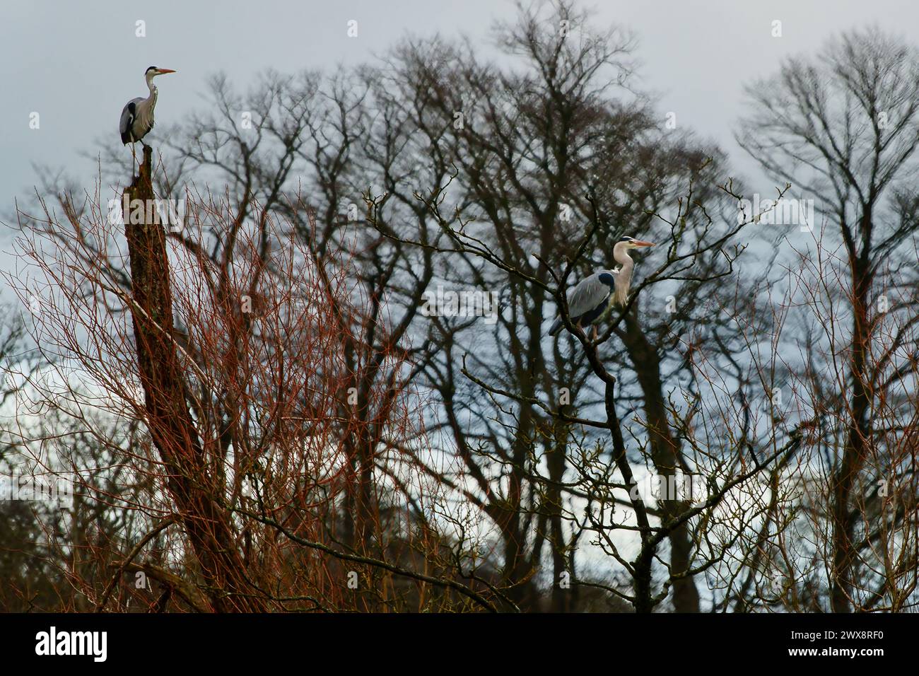 Heron grigio che vola, caccia e canottaggio Foto Stock