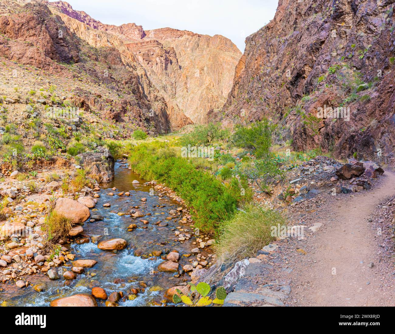 Bright Angel Creek accanto al North Kaibab Trail con The Box in lontananza, Grand Canyon National Park, Arizona, USA Foto Stock