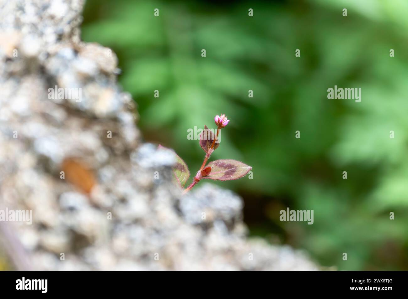 Un fiore, parte delle Noterne, delle Smartweeds e dei Waterpeppers, genere Persicariais, che germogliano da una crepa in una roccia. In Messico. Foto Stock