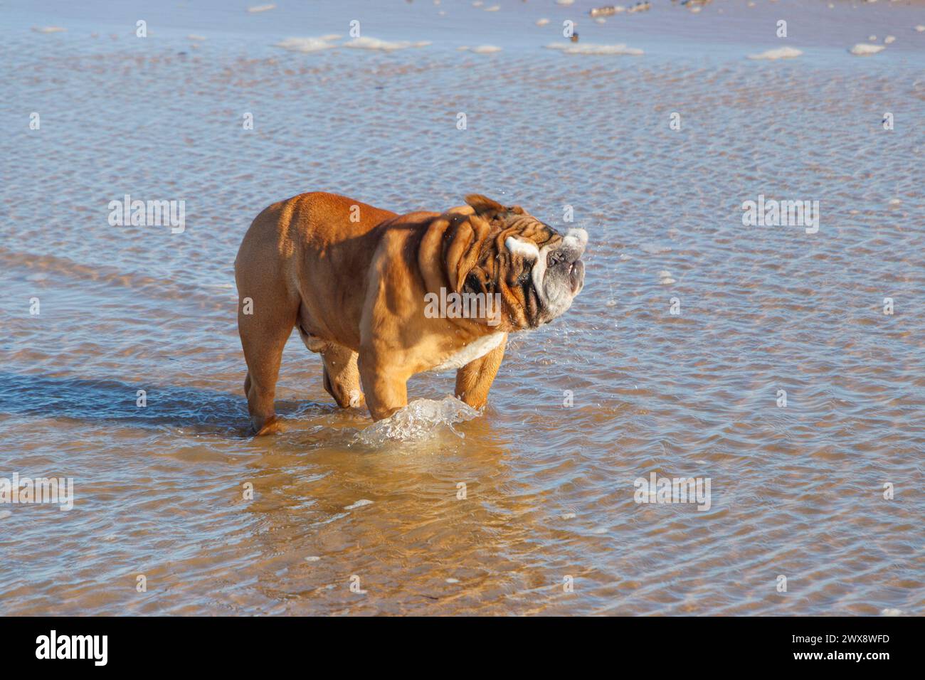 il bulldog inglese pagaiava nel mare a blyth northumberland Foto Stock