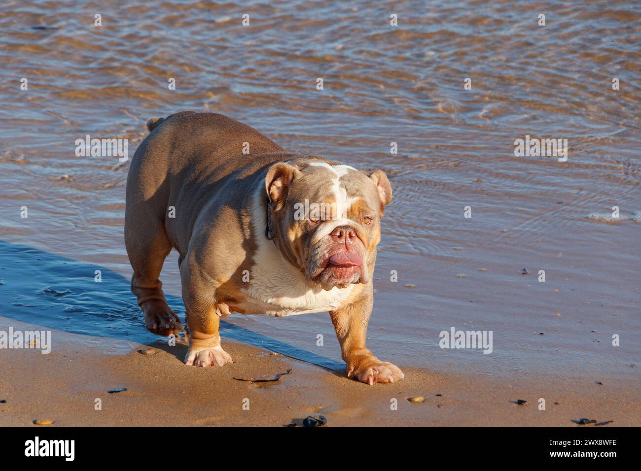 il bulldog inglese pagaiava nel mare a blyth northumberland Foto Stock