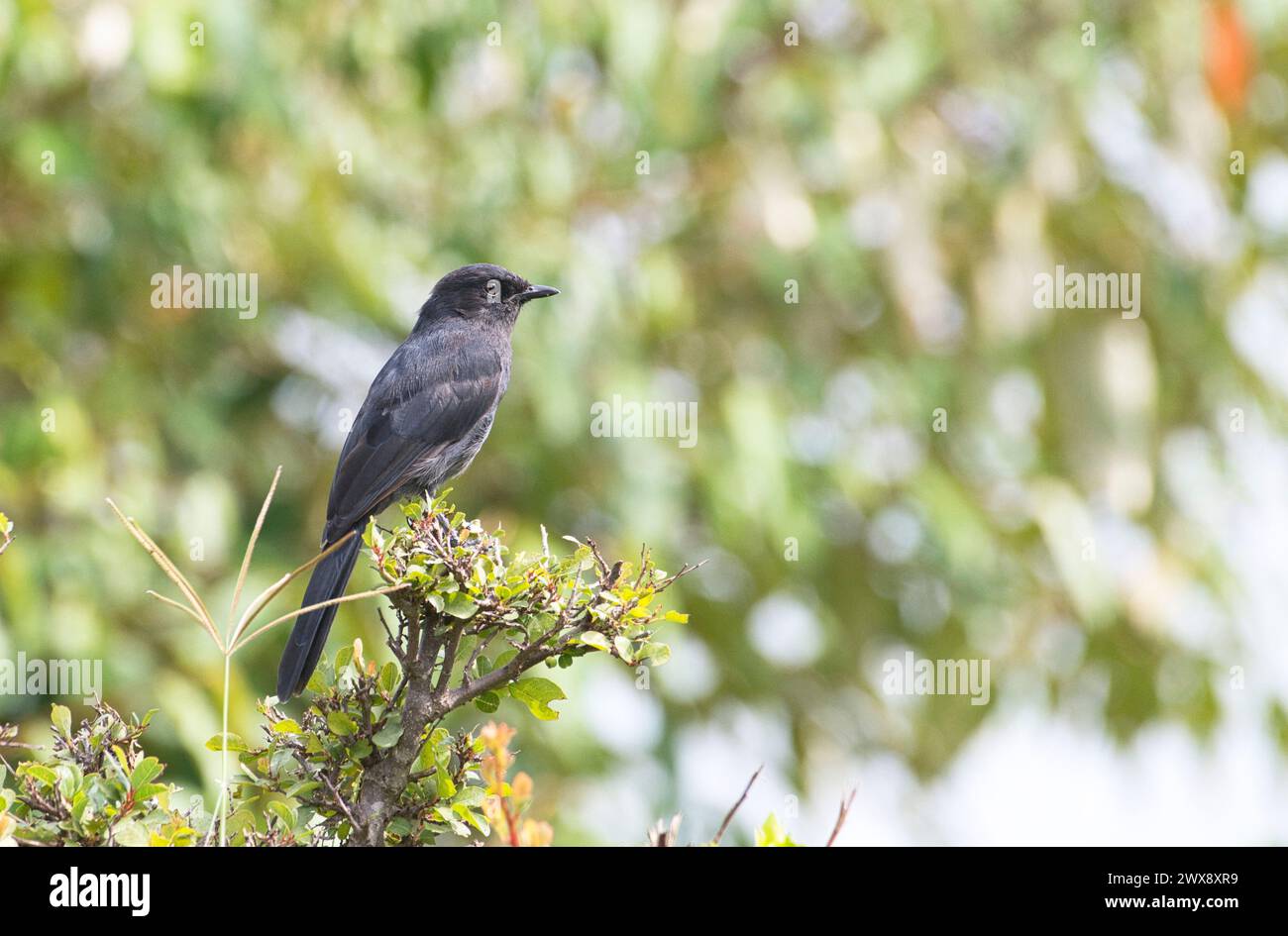 Boubou color ardesia (Laniarius funebris) Foto Stock