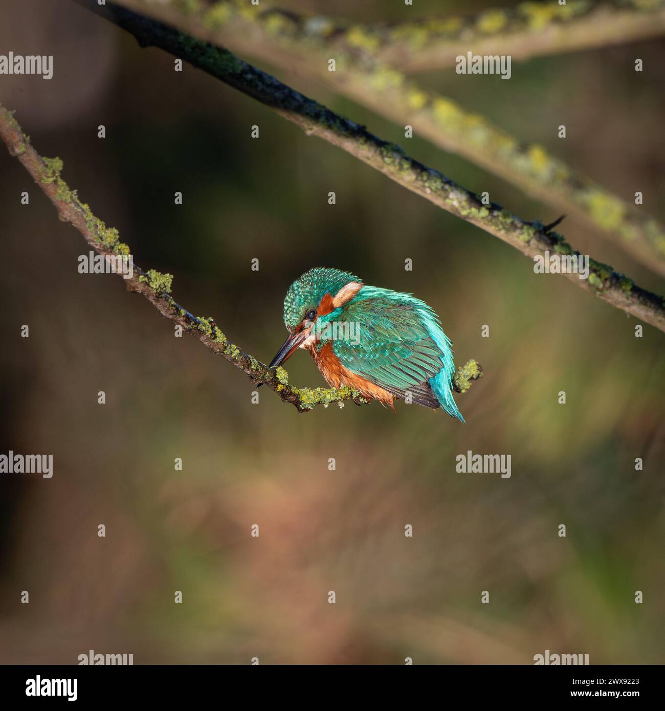 Un Kingfisher (Alcedo atthis) seduto su un ramo d'albero in attesa di una cattura con piume bagnate. Foto Stock