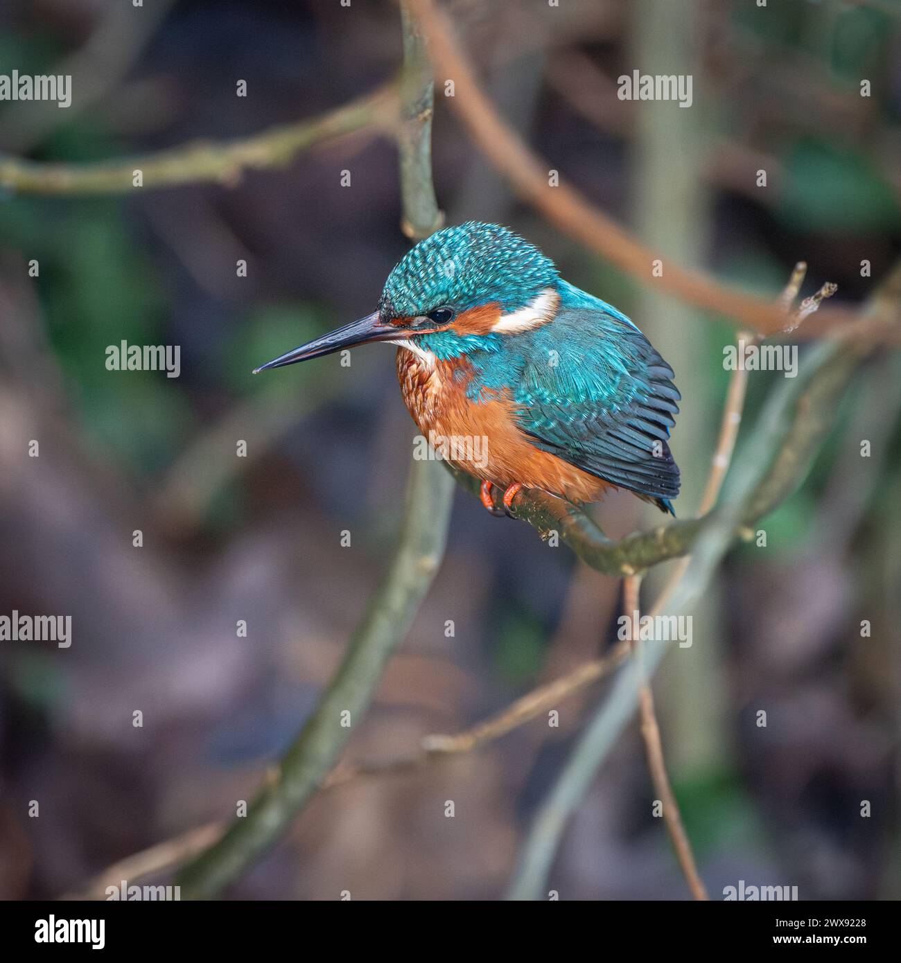 Un Kingfisher (Alcedo atthis) seduto su un ramo d'albero in attesa di una cattura con piume bagnate. Foto Stock
