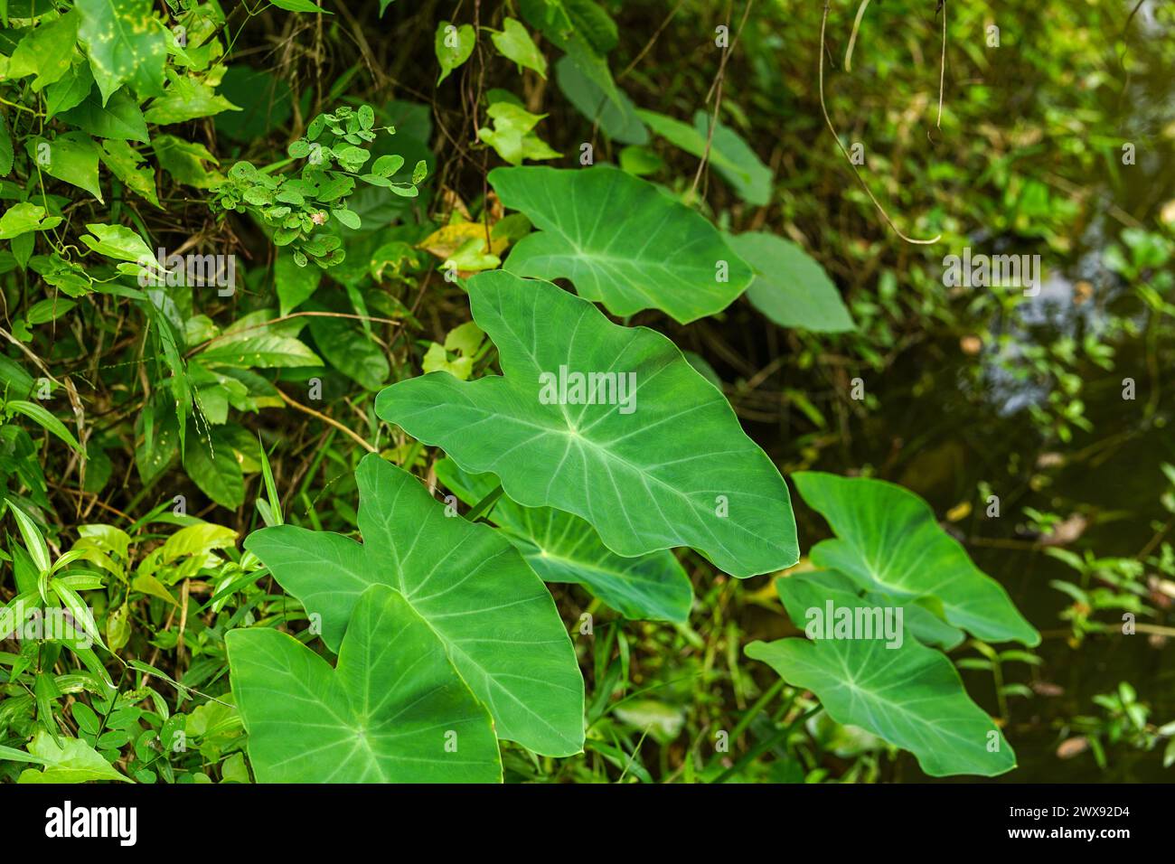 Taro lascia piante che crescono in una foresta Foto Stock