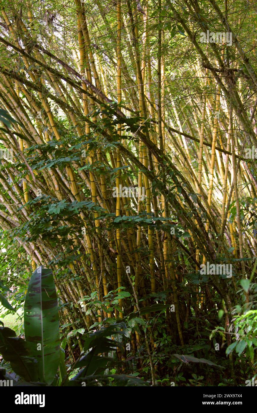 Bamboo stand CATIE Agicultural Centre, Guayabo, Costa Rica. Foto Stock