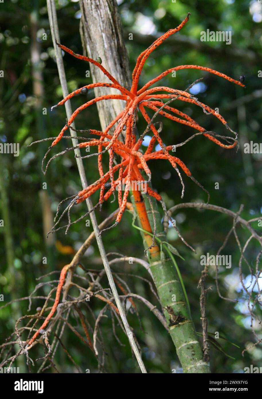 Pacaya o Pacaya Palm, Chamaedorea tepejilote, Arecaceae (Palmae). Costa Rica. Foto Stock