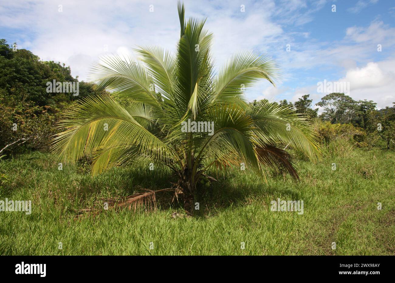 American Oil Palm, Elaeis oleifera, Arecaceae. Costa Rica. Elaeis oleifera è una specie di palma comunemente chiamata palma da olio americana. Foto Stock