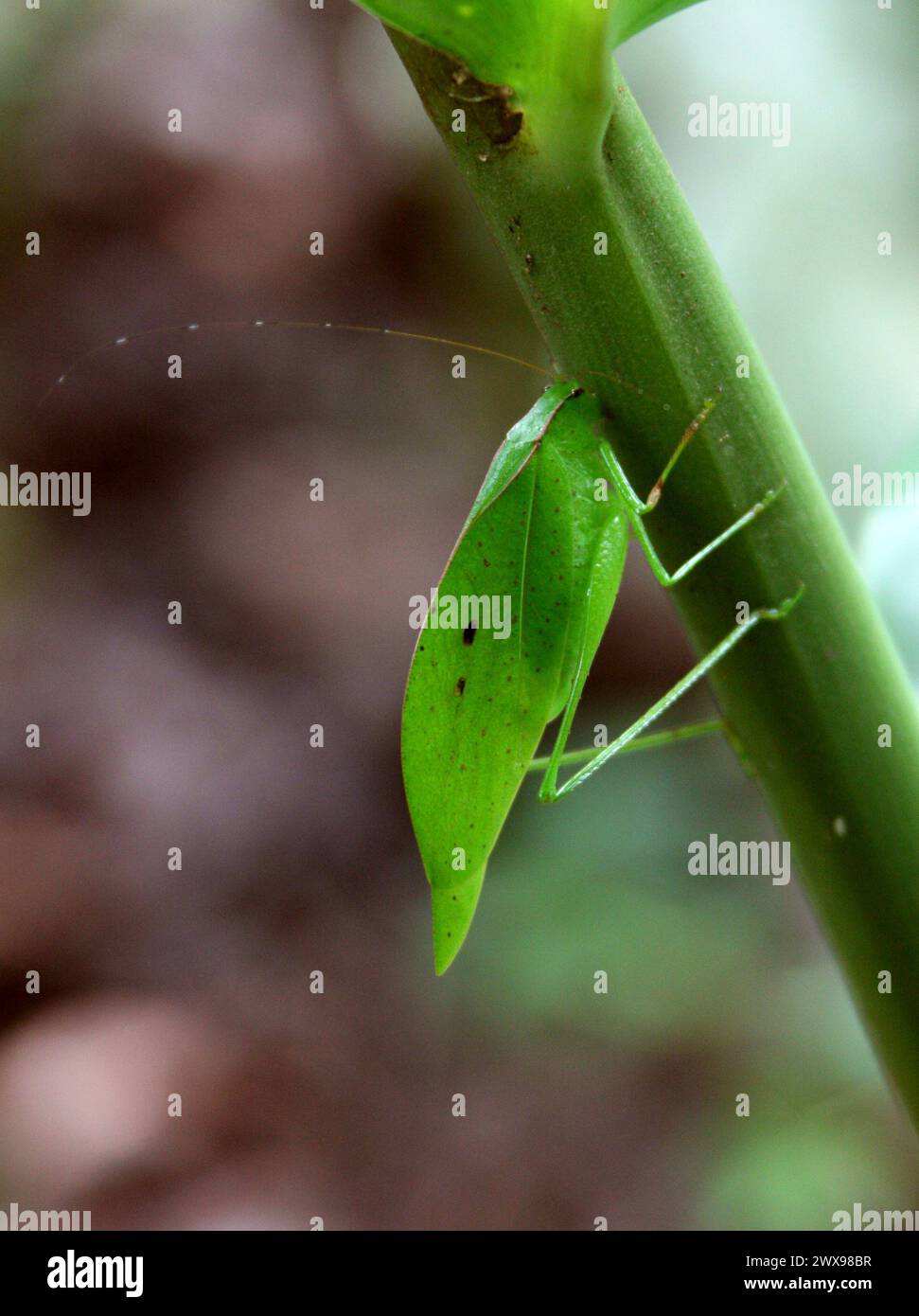 Leaf-Mimic, False Leaf Katydid, Orophus tessellatus, Tettigoniidae, Orthoptera. Costa Rica. Originario del Messico, dell'America centrale e del Sud America. Insec Foto Stock