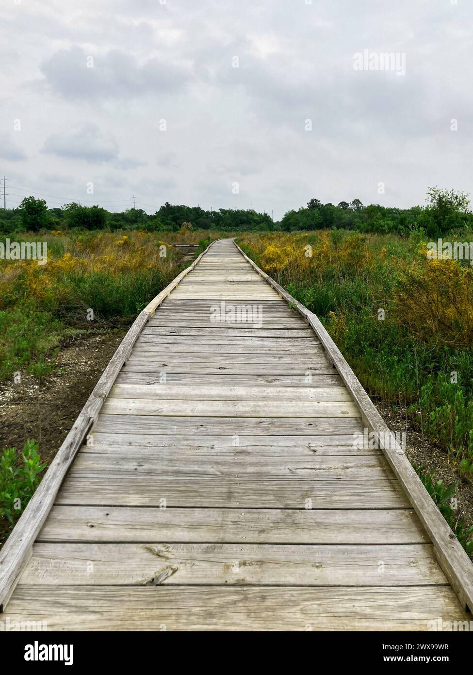 sentiero in legno attraverso il fogliame Foto Stock