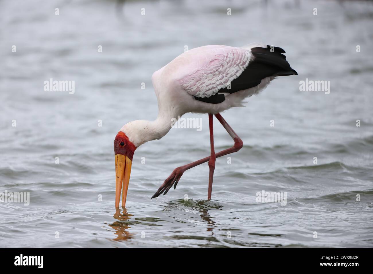 La cicogna a becco giallo (Mycteria ibis), talvolta chiamata anche cicogna di legno o ibis di legno, è una grande specie di cicogna africana della famiglia Ciconide Foto Stock