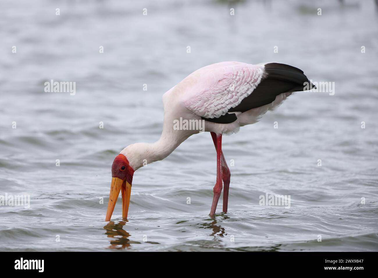 La cicogna a becco giallo (Mycteria ibis), talvolta chiamata anche cicogna di legno o ibis di legno, è una grande specie di cicogna africana della famiglia Ciconide Foto Stock