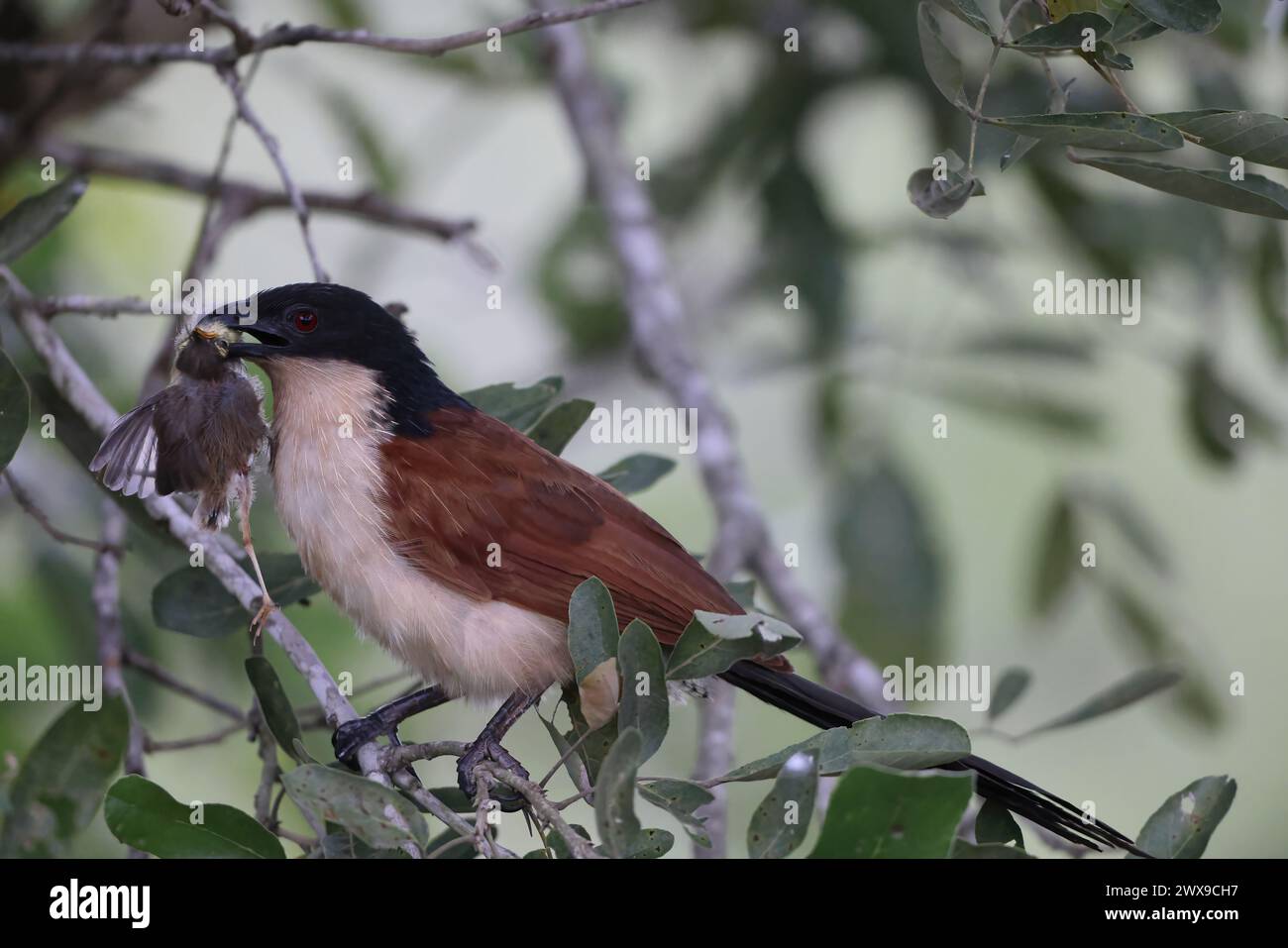 Il coucal di Burchell (Centropus burchellii) è una specie di cucù della famiglia Cuculidae. Questa foto è stata scattata in Sud Africa. Foto Stock