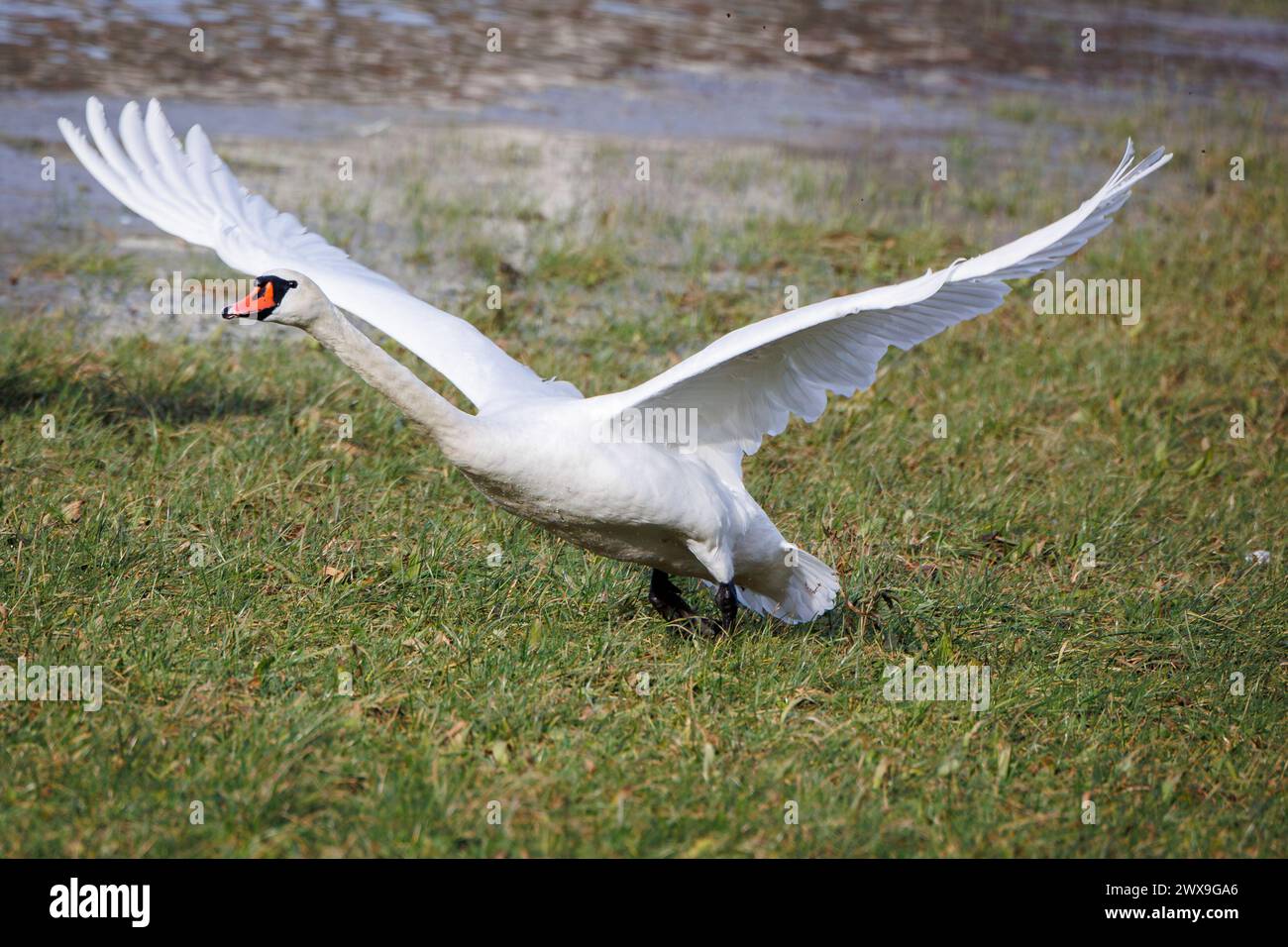 primo piano di un cigno bianco sull'erba, inizia a decollare con le ali aperte Foto Stock