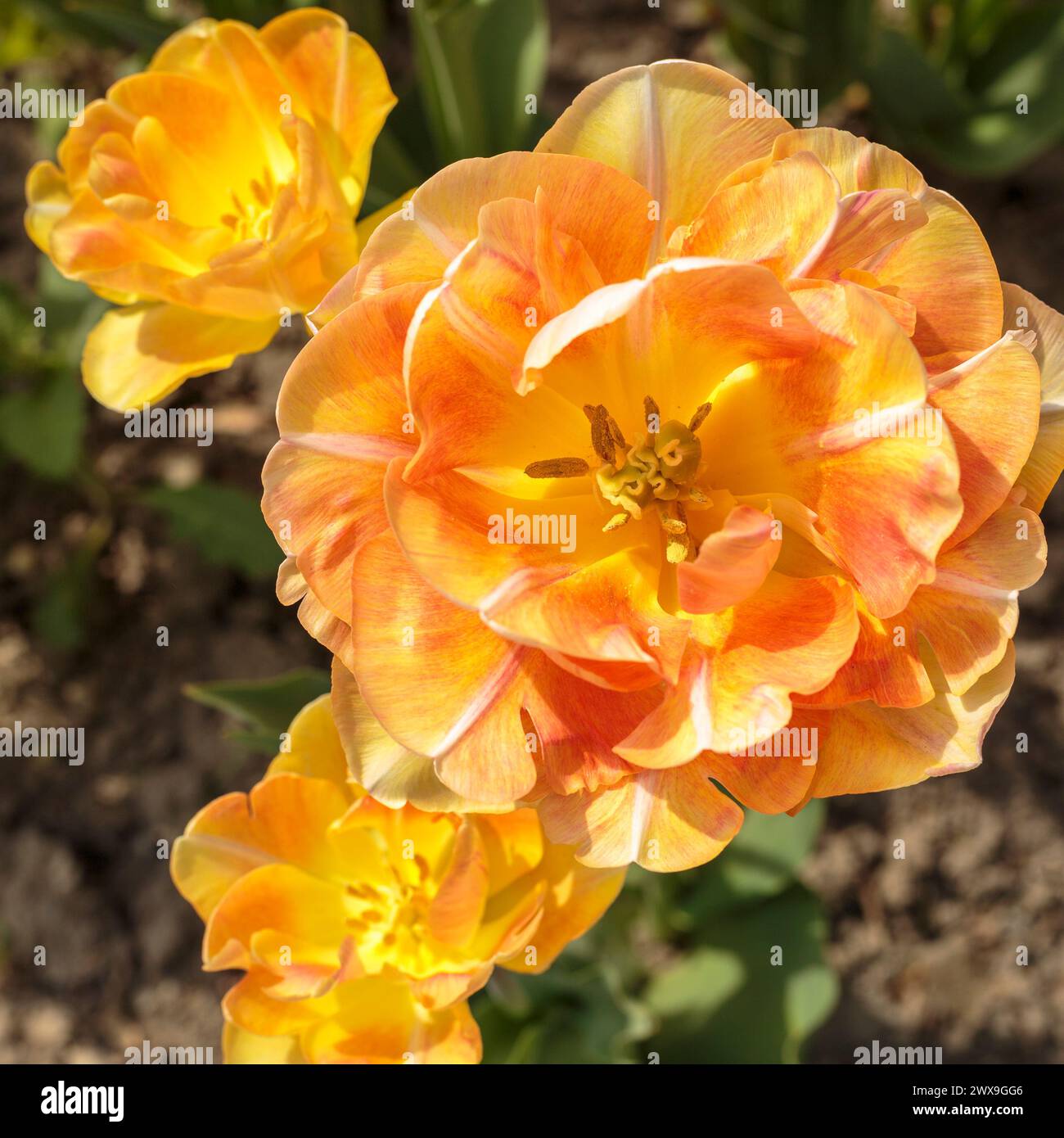 tre petali di tulipani arancioni Foto Stock