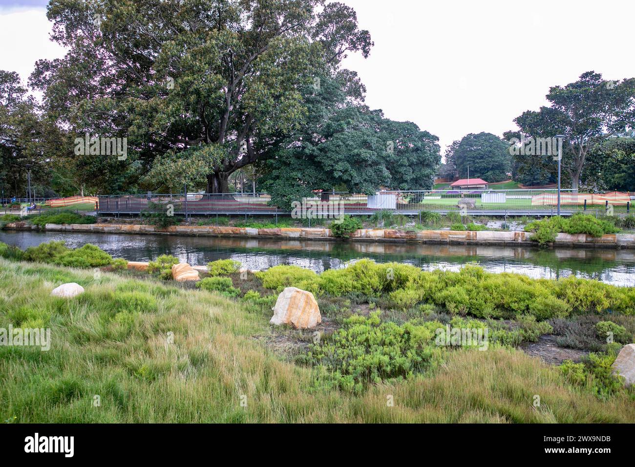 Glebe, Sydney, Australia, paludi lungo Johnstons creek tra Federal Park e Jubilee Park, New South Wales, Australia 2024 Foto Stock