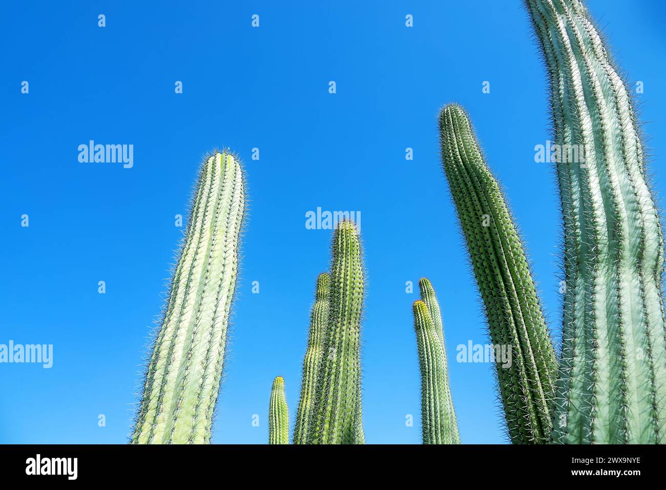 Pachycereus pringlei (noto anche come gigante messicano cardon o cactus elefante). Parco nel deserto di Abu Dhabi. Emirati Arabi Uniti Foto Stock