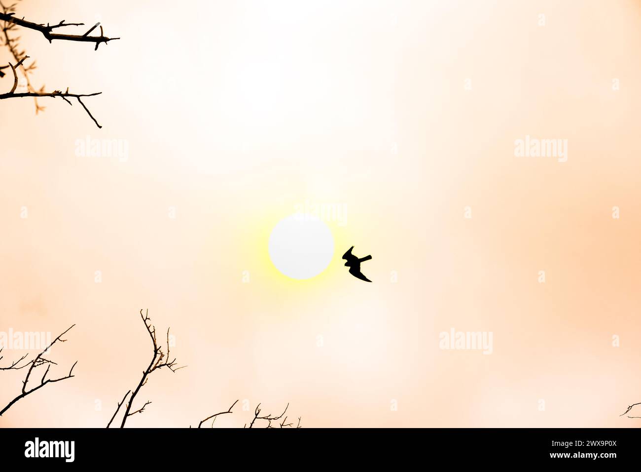 Falcon nel cielo e disco solare - volo libero veloce. Immagine artistica Foto Stock