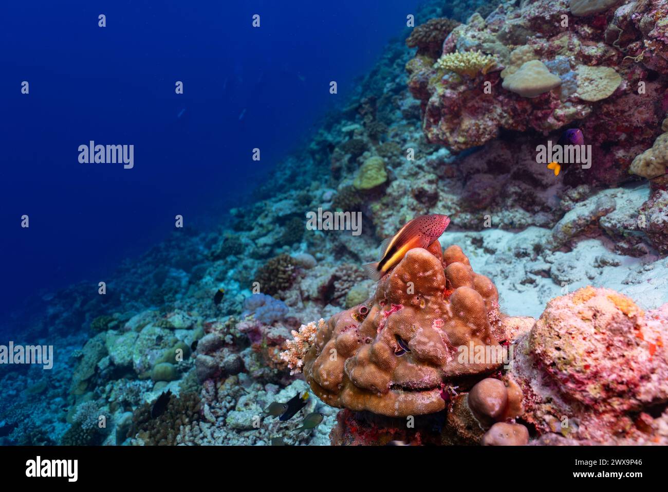 Un vivace pesce tropicale a strisce rosse e gialle su una lussureggiante barriera corallina sullo sfondo blu profondo dell'oceano Foto Stock