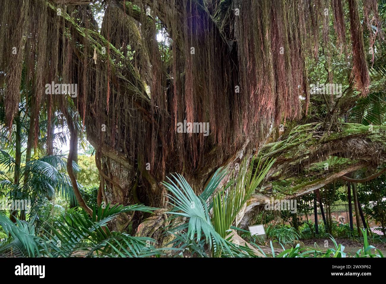 Tronco contorto di antico albero rata settentrionale (metrosideros robusta) nel Parco Terra nostra e giardini con più di 2000 alberi diversi su Sao Miguel Foto Stock