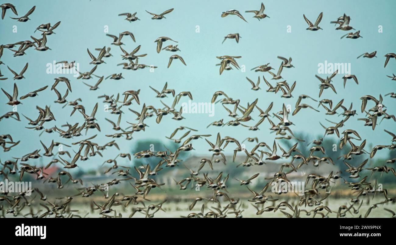 Migrazione delle limicolae (predominano stint, dunlin e curlew sandpiper) sulla costa di Arabatskaya Strelka, lago Sivash. Stop-over di maggio Foto Stock