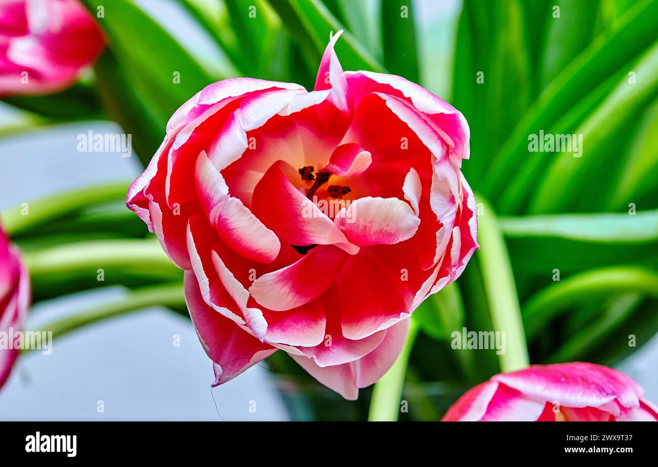 Immagine di un bocciolo di tulipani aperto di peonia rosa columbus Foto Stock