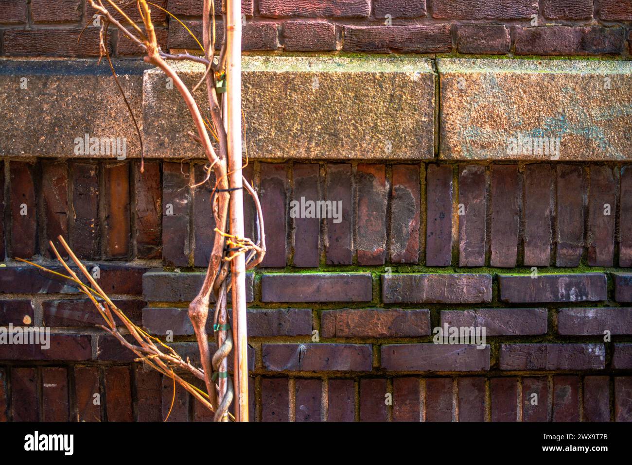 Armonia di elementi urbani e naturali - un muro di mattoni testurizzati incontra un grazioso ramo d'albero nel cuore del paesaggio urbano di Amsterdam. Foto Stock