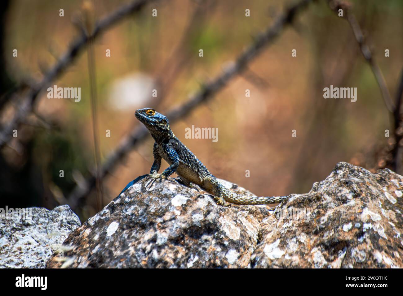 Una specie di Stallagama stellia si crogiola su una roccia illuminata dal sole, mostrando i suoi colori vivaci e il mimetismo naturale sul terreno roccioso. Foto Stock