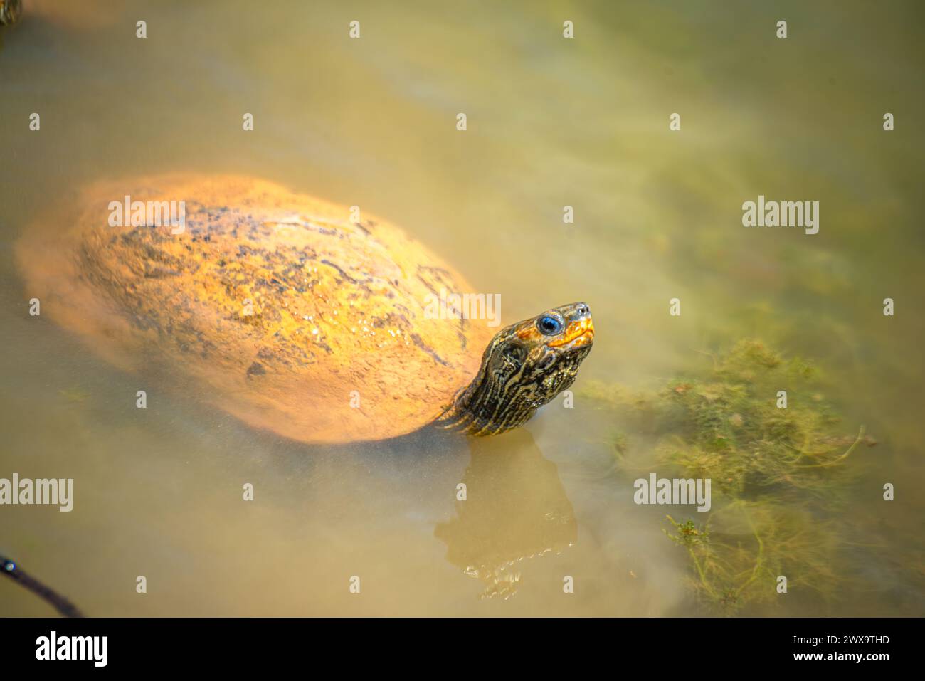 Un momento grazioso si dispiega mentre una tartaruga rivuleto Mauremys scivola pacificamente attraverso acque calme, mostrando la bellezza della vita acquatica. Foto Stock