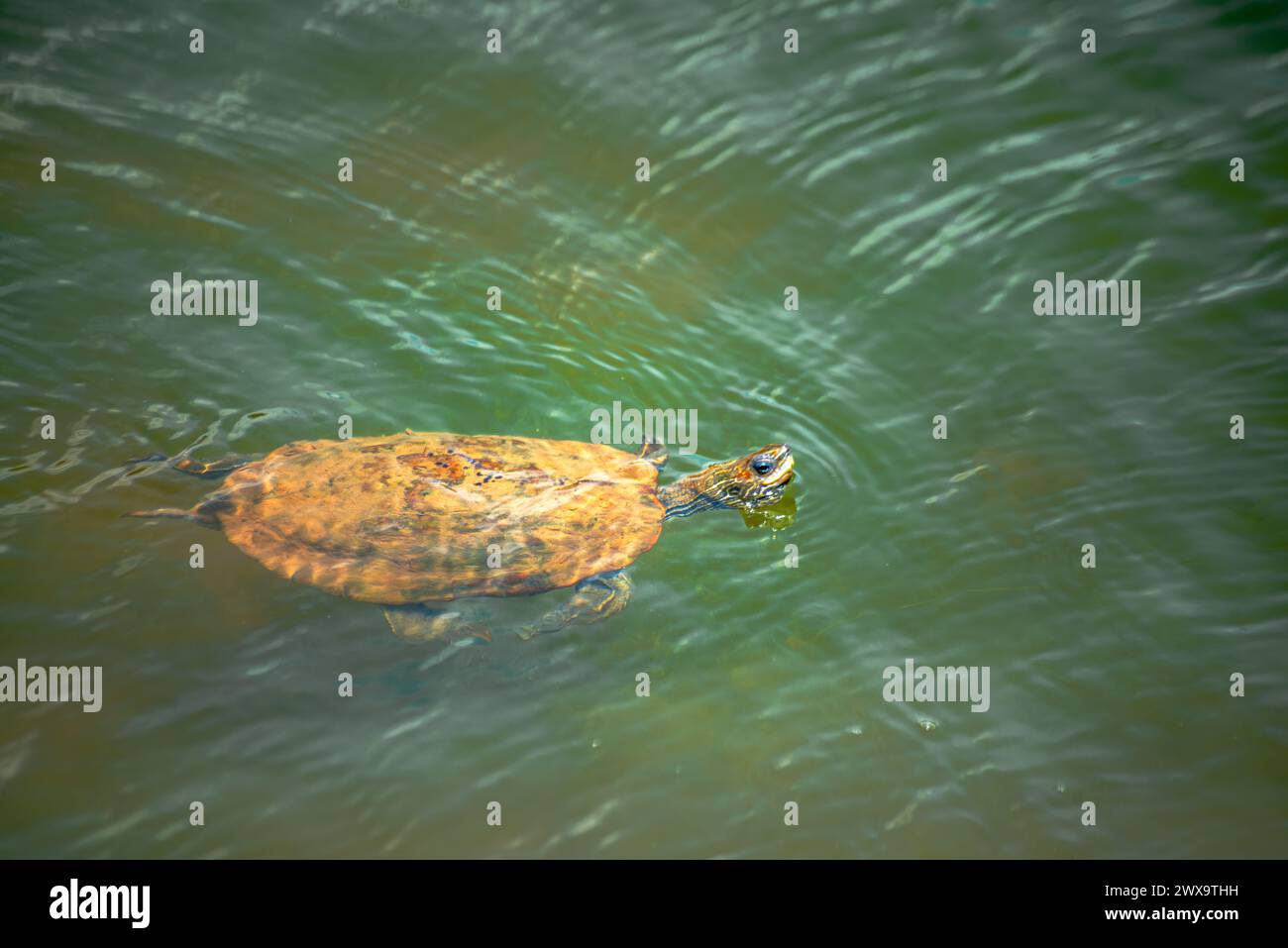Un momento grazioso si dispiega mentre una tartaruga rivuleto Mauremys scivola pacificamente attraverso acque calme, mostrando la bellezza della vita acquatica. Foto Stock