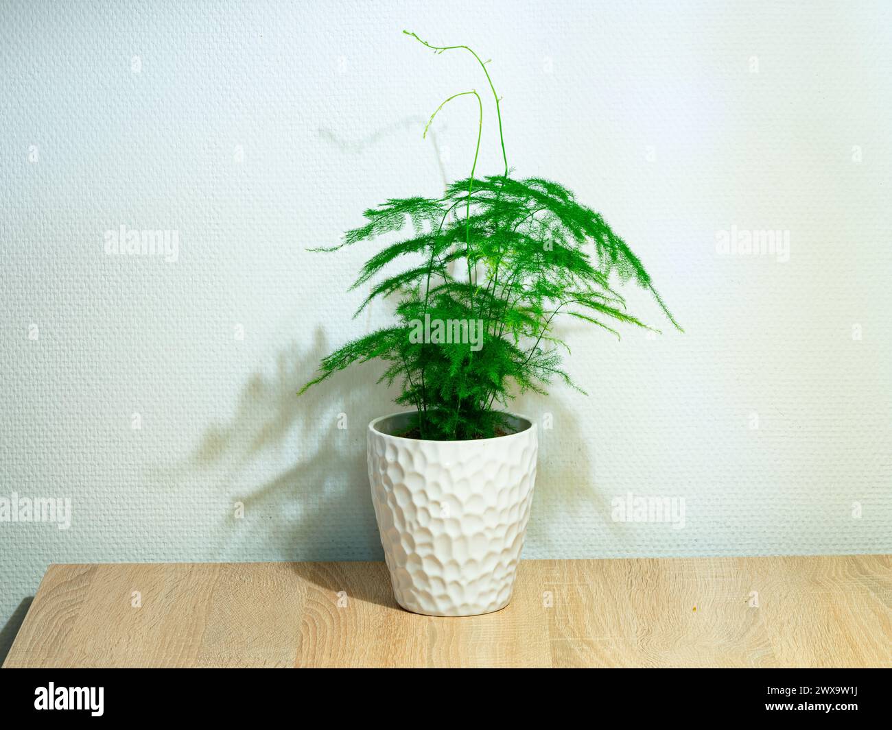 Felce comune di Asparagus (Asparagus setaceus) in un vaso di fiori bianco su una tavola Foto Stock