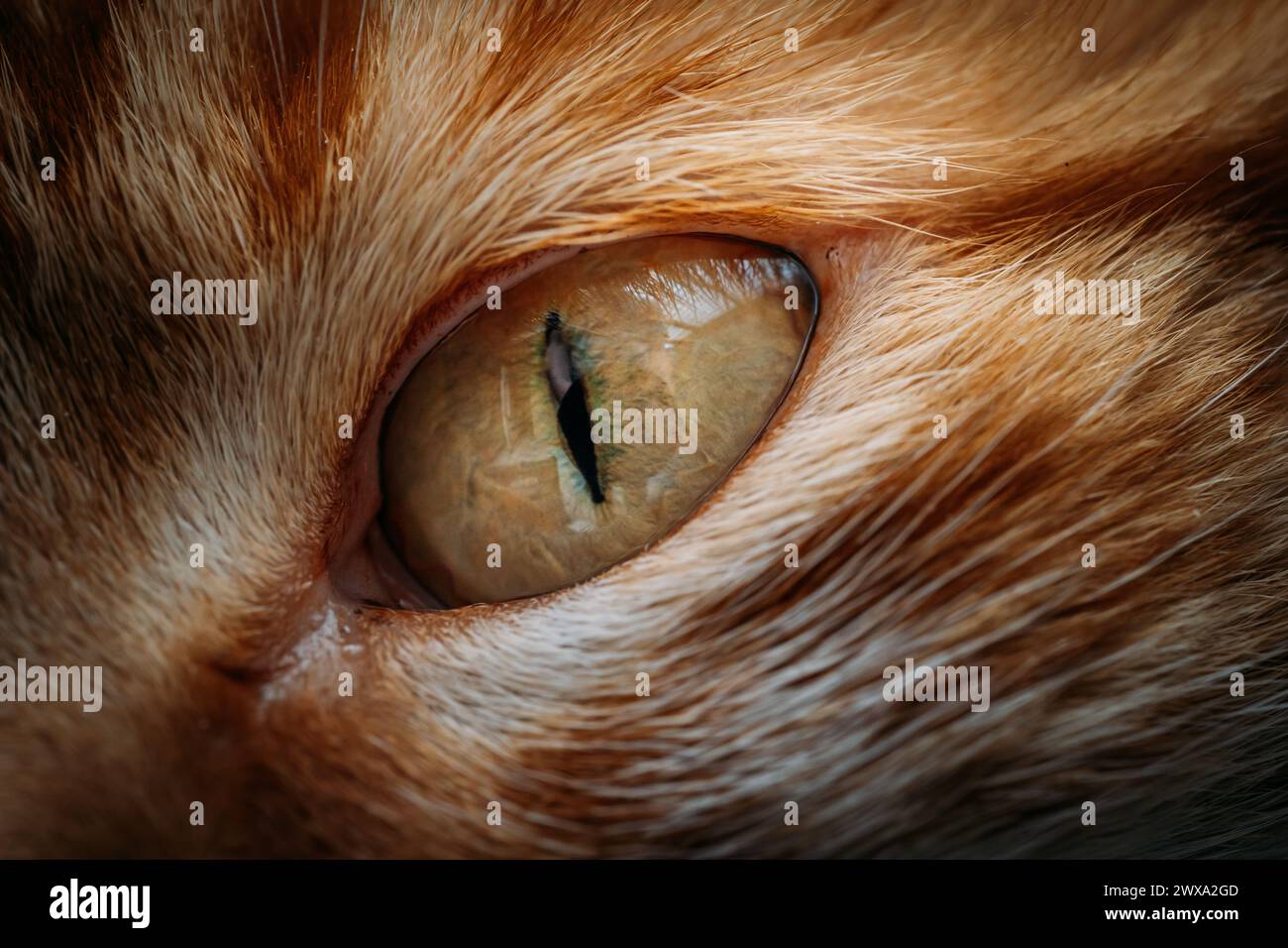 Un primo piano dell'occhio verde di un gatto che guarda in avanti Foto Stock