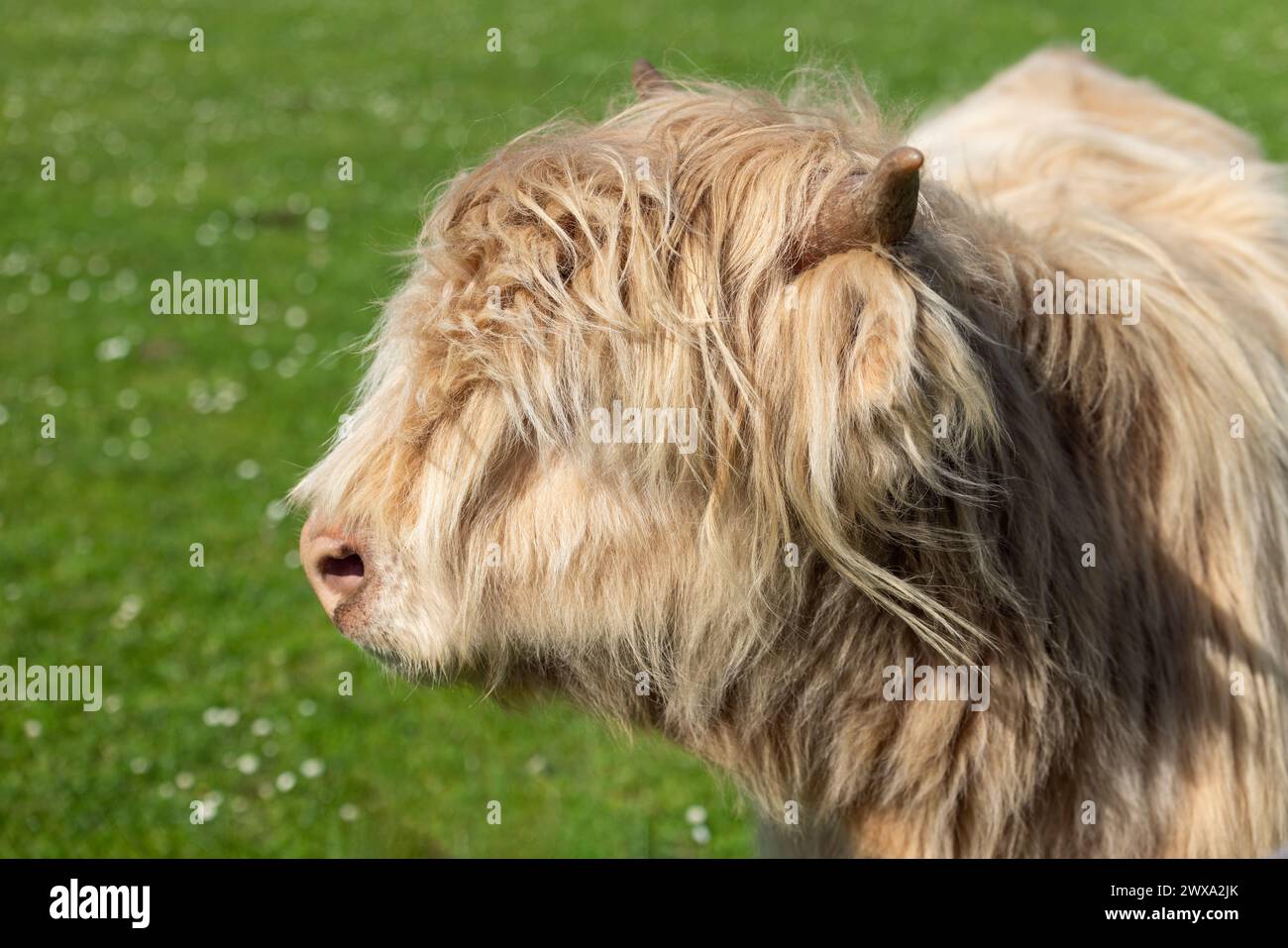 Ritratto dettagliato di una mucca delle Highland, incentrato sul suo caratteristico cappotto e corno di lana, adagiato su un lussureggiante sfondo verde tipico del suo Scotti nativo Foto Stock