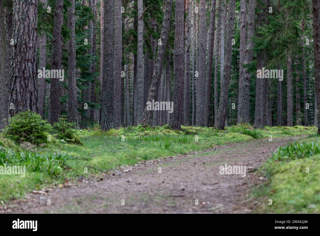 Un tranquillo sentiero si snoda attraverso una pineta scozzese, delimitata da alti e sottili alberi. Il muschio verde e l'erba della foresta contrastano con il Foto Stock