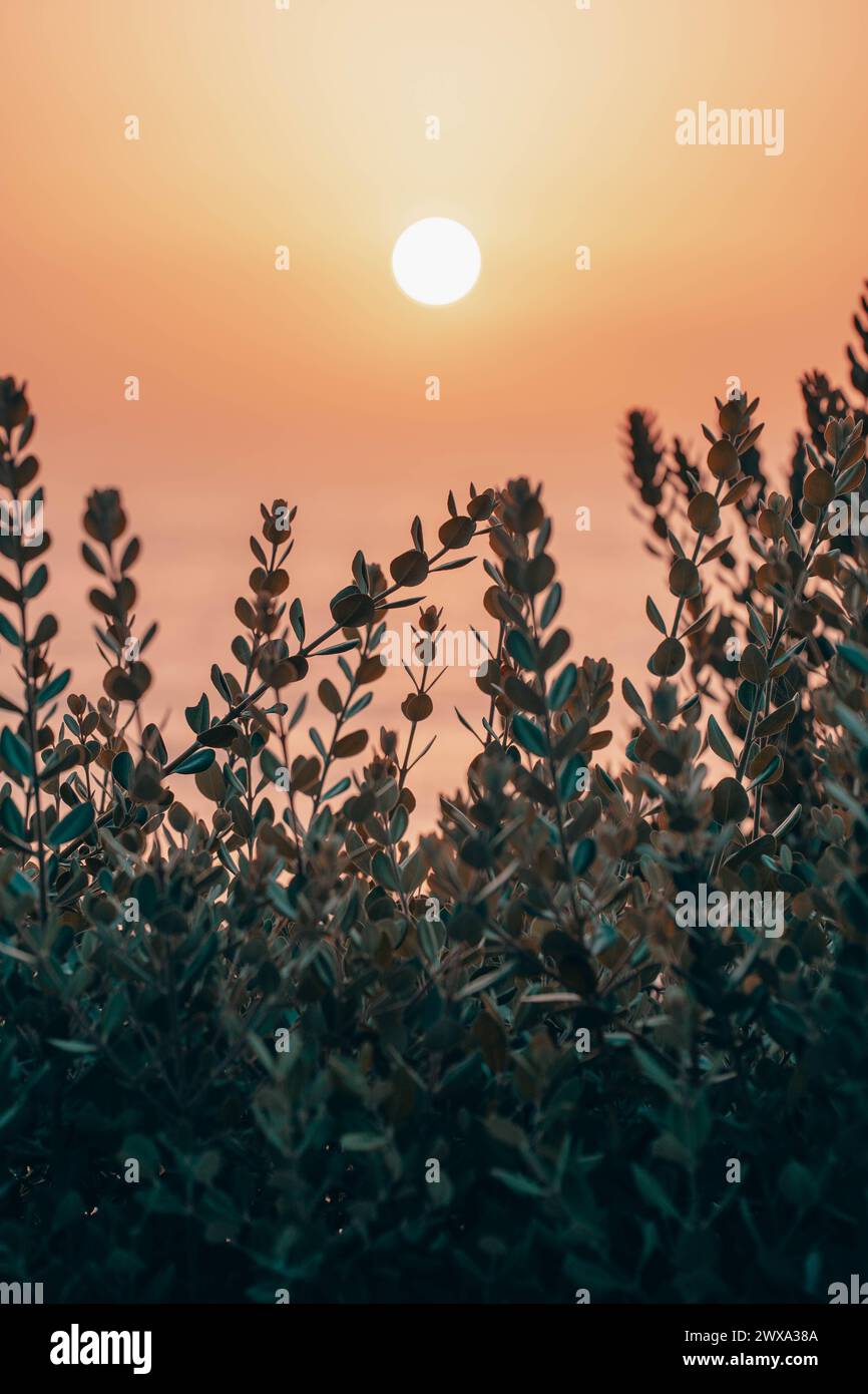 Splendida vista del tramonto con piante in primo piano. Foto Stock