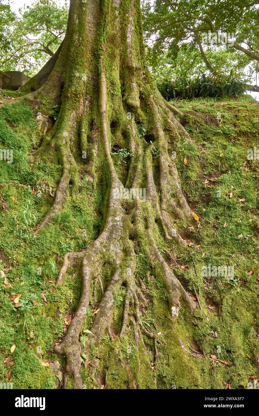 Spettacolare albero che espone le sue radici nell'esotico giardino botanico tropicale "Terra nostra" di Sao Miguel nelle Azzorre, Portogallo Foto Stock