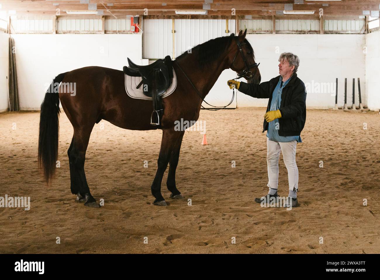 Uomo con cavallo stallone marrone sellato in un'arena di equitazione al coperto Foto Stock