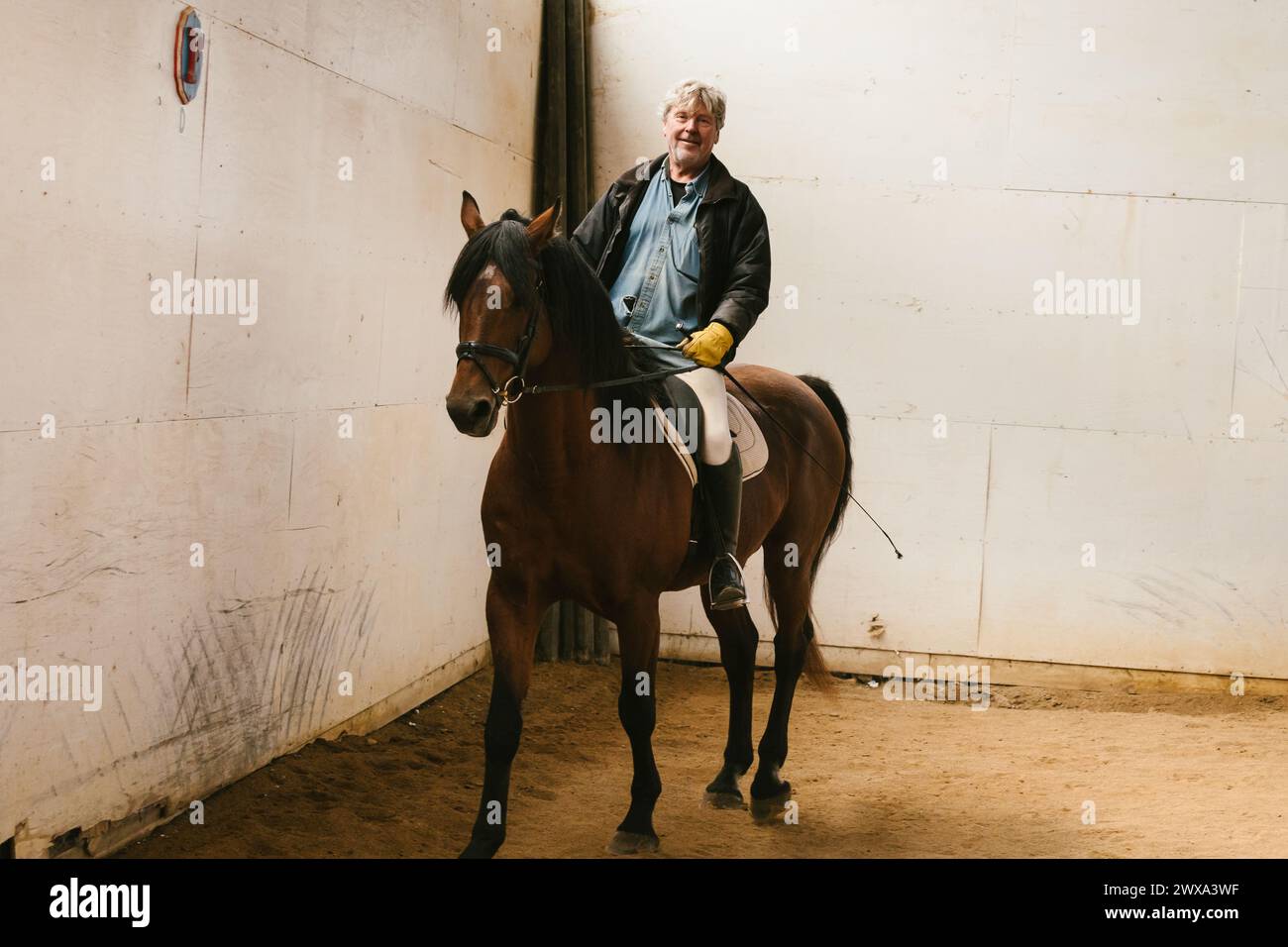 Uomo che cavalca un cavallo di stallone bruno in un'arena coperta Foto Stock