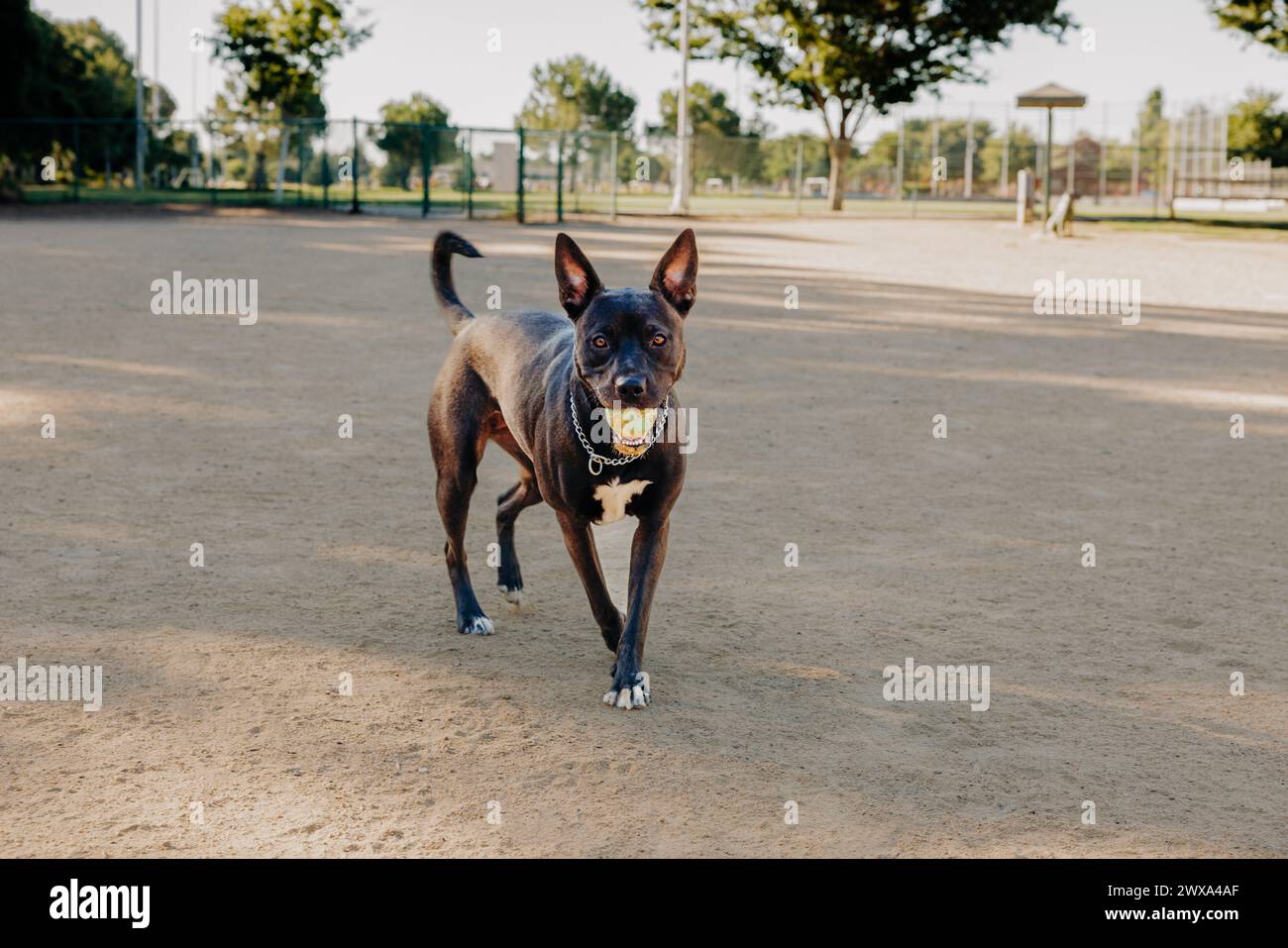 Happy dog facing camera con palla da tennis in bocca nel parco per cani Foto Stock