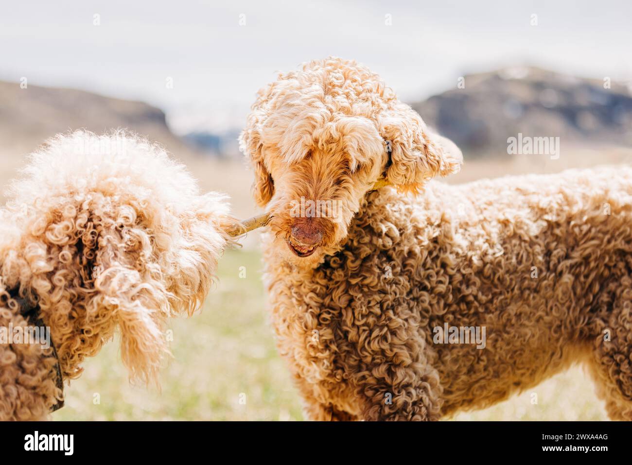 Due cani Goldendoodle che giocano ed entrambi mordono lo stesso bastone Foto Stock