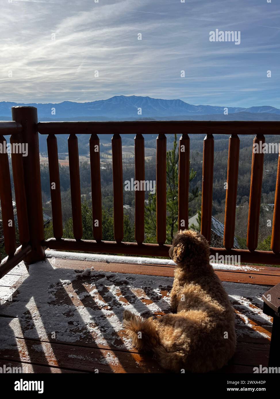 Cane che gode di una tranquilla vista sulle montagne dal balcone Foto Stock