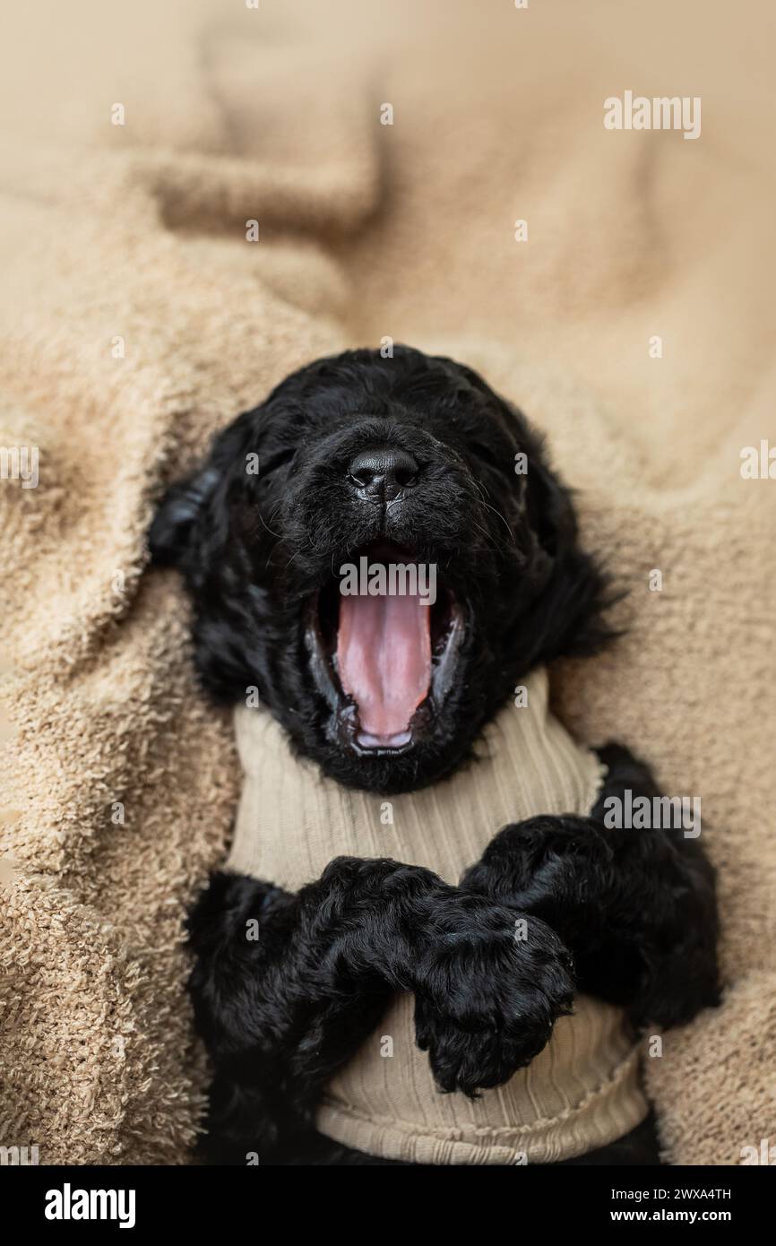Un cucciolo nero avvolto in una morbida coperta si sbadiglia Foto Stock