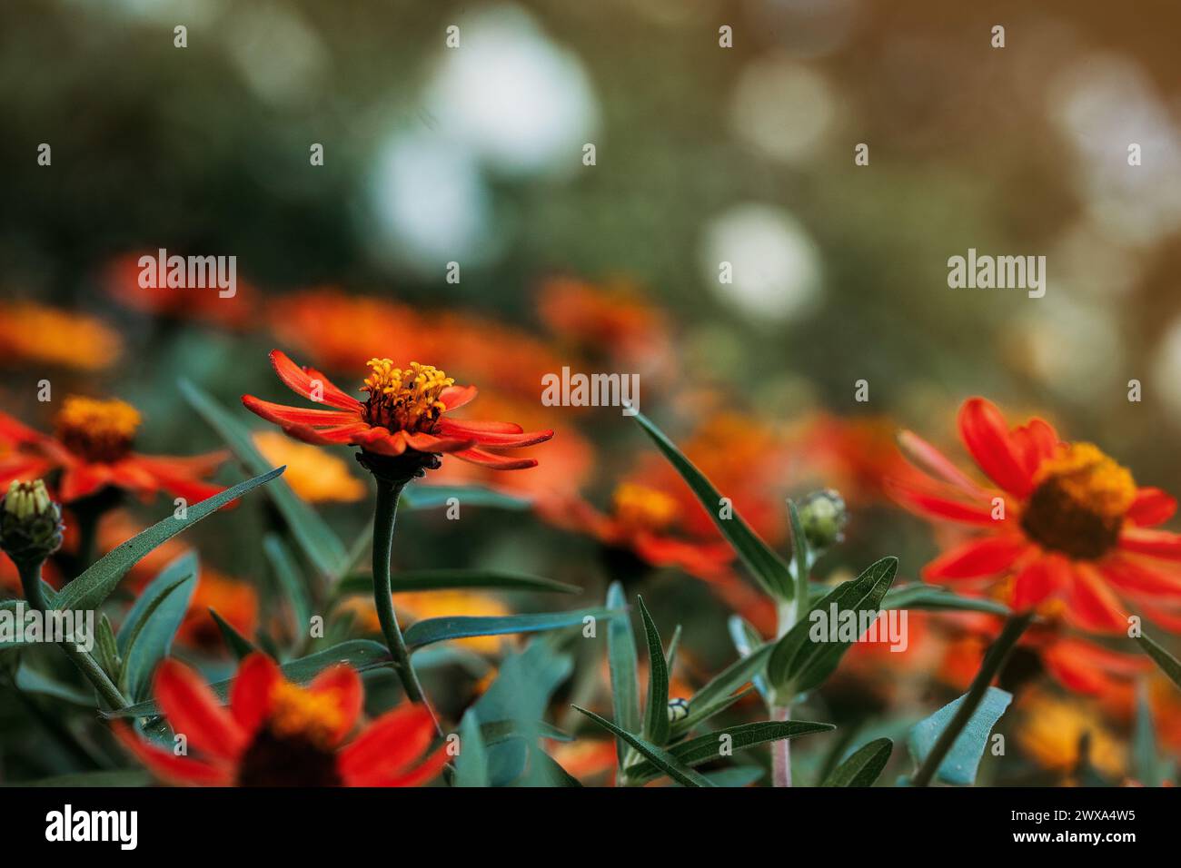 Un'infuocata gamma di fiori selvatici in un giorno di fine estate Foto Stock